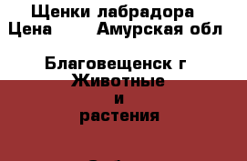 Щенки лабрадора › Цена ­ 1 - Амурская обл., Благовещенск г. Животные и растения » Собаки   